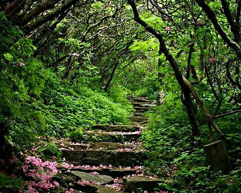 Stone Steps in Forest — Green, Serene, Spring