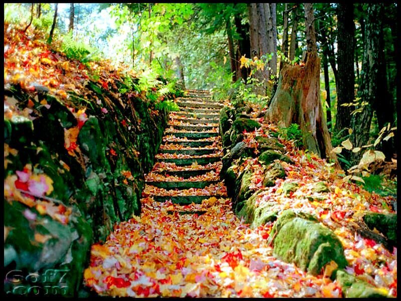 Stone Steps in Forest — Green