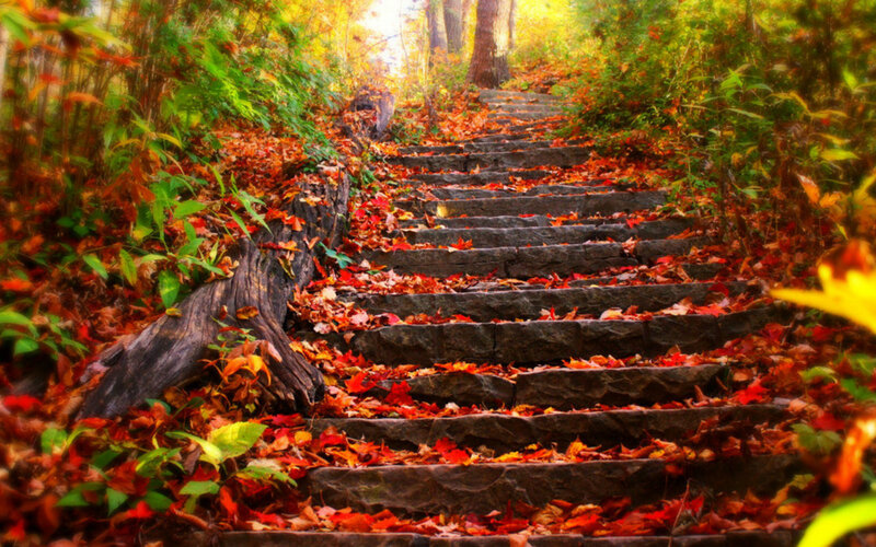 Stone Steps in Forest — Red, Serene, Autumn, Photograph