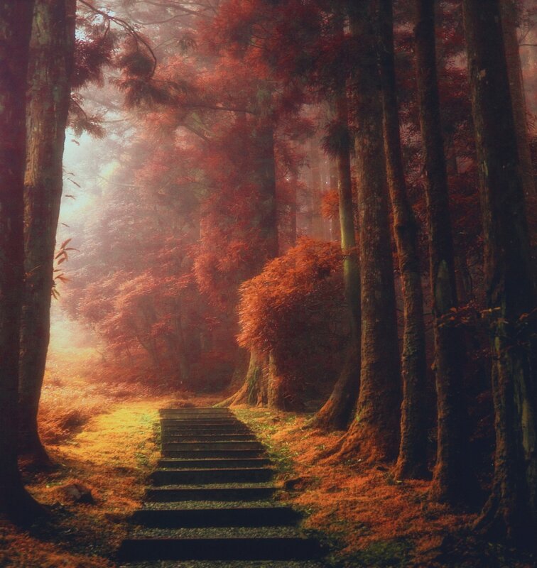 Stone Steps in Forest — Red, Serene, Autumn, Photograph, Trees