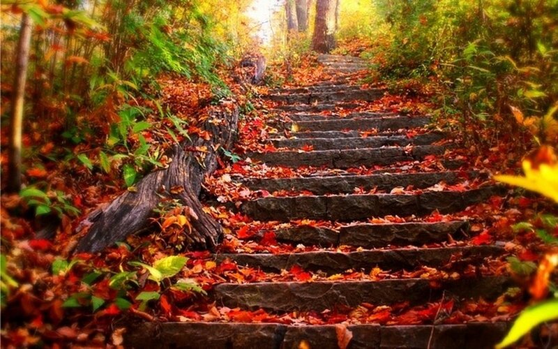 Stone Steps in Forest — Red, Serene, Autumn