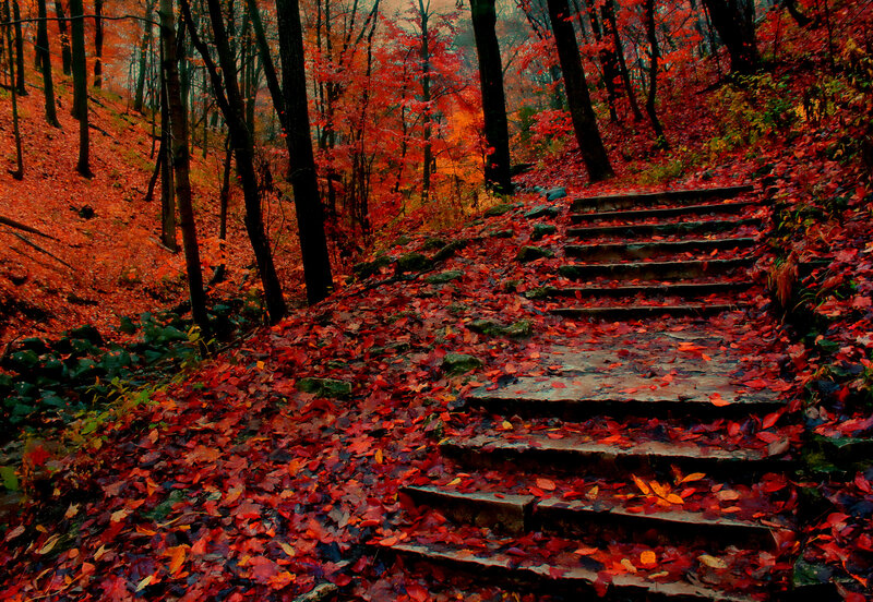 Stone Steps in Forest — Red, Serene