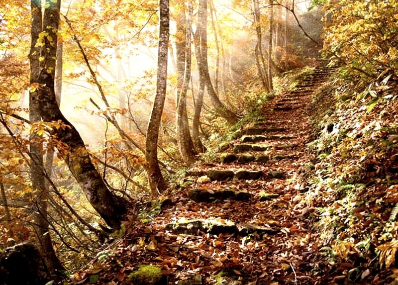 Stone Steps in Forest — Yellow, Serene, Autumn