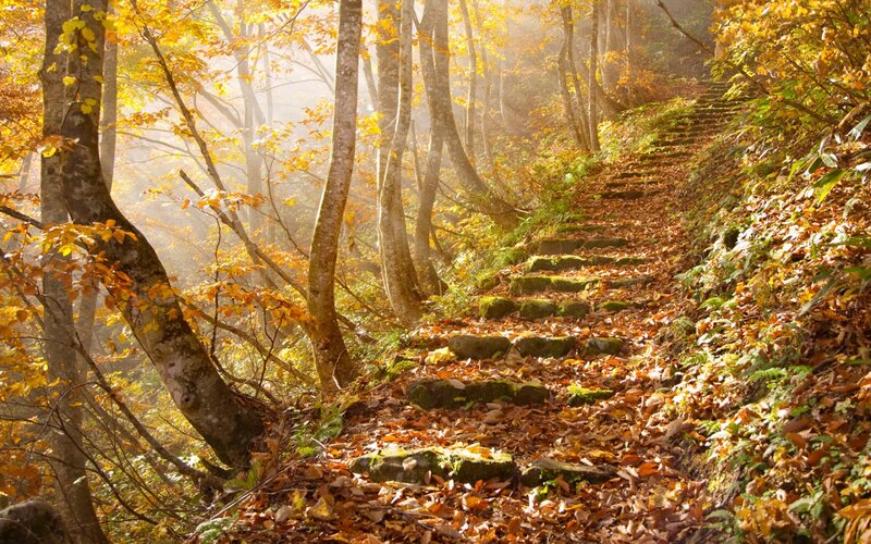 Stone Steps in Forest — Yellow, Serene