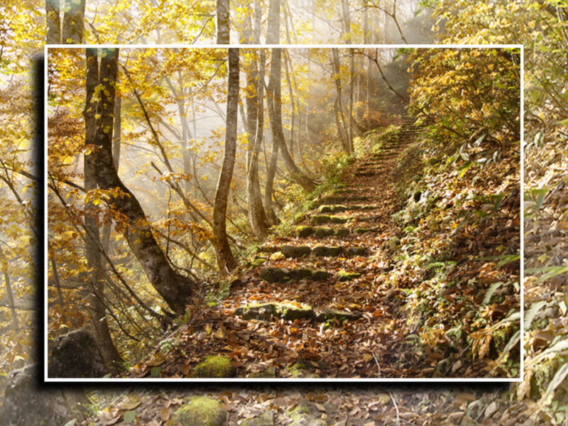 Stone Steps in Forest — Yellow