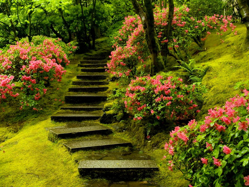 Stone Steps in Garden — Green, Serene, Spring, Photograph, Flowers, Moss, Trees