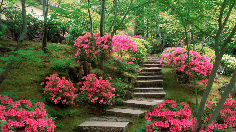 Stone Steps in Garden — Green, Serene, Spring, Photograph, Flowers, Trees, Moss