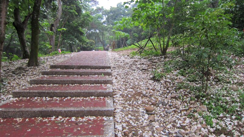 Stone Steps in Garden — Green, Serene, Spring, Photograph, Trees