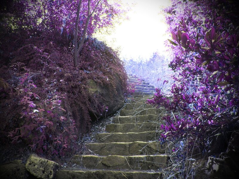 Stone Steps in Purple Garden