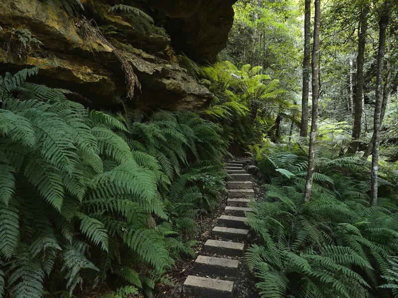 Stone steps through fern forest
