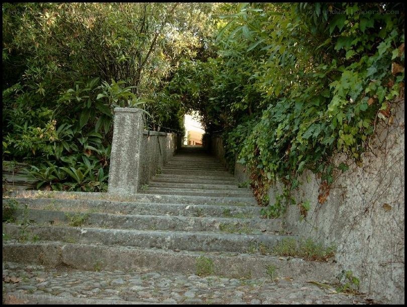 stone steps through greenery