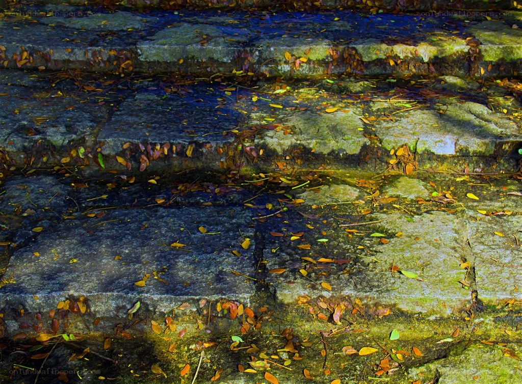Stone steps with autumn leaves