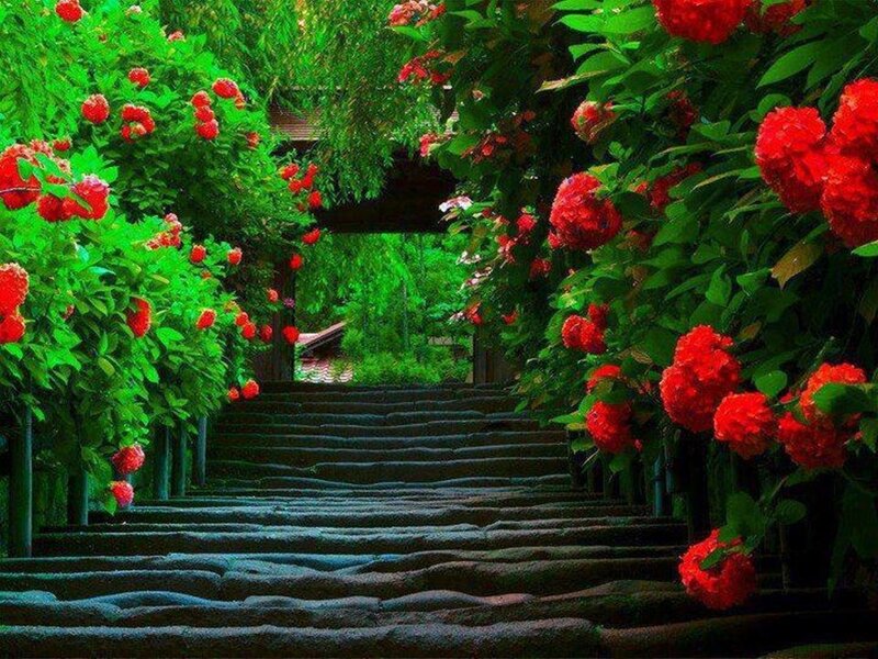Stone Steps with Flowers — Red, Serene