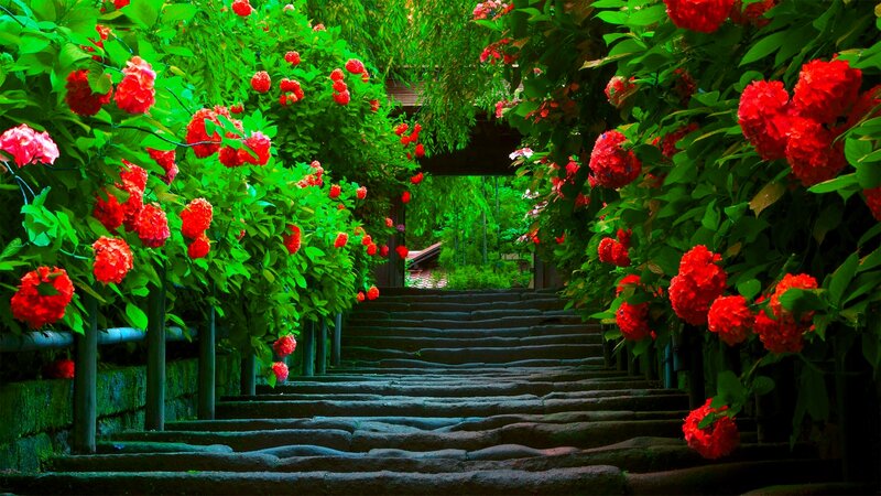 Stone Steps with Flowers — Red
