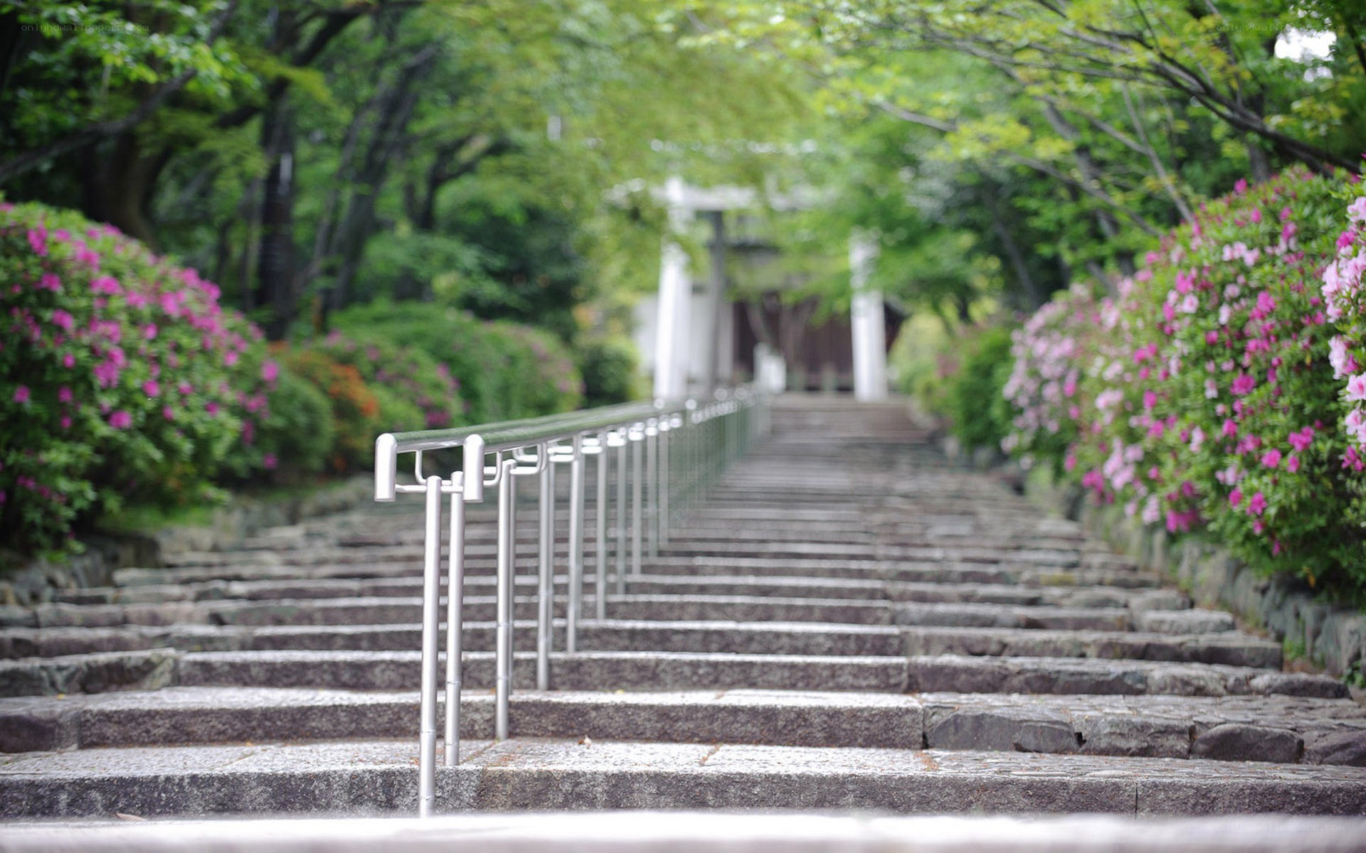 Stone steps with flowers