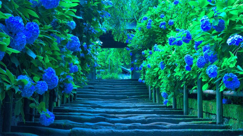 Stone Steps with Hydrangeas — Blue, Serene, Spring