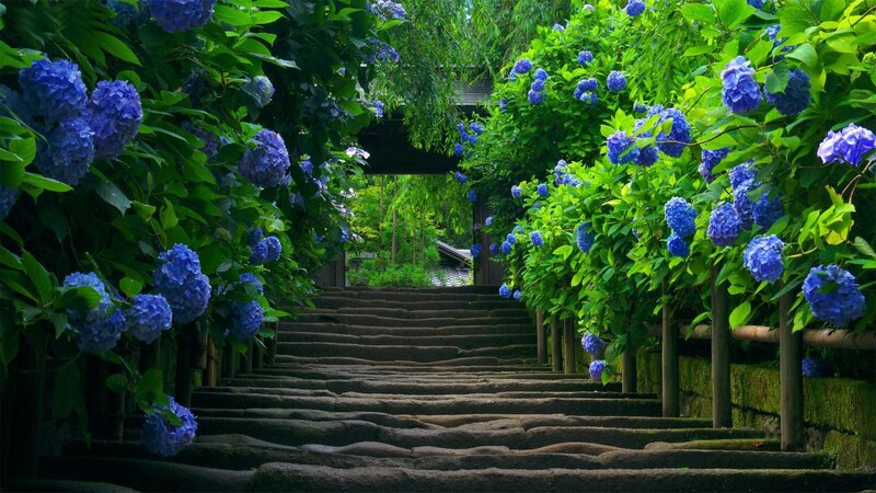 Stone Steps with Hydrangeas — Blue, Serene, Summer, Photograph, Flowers, Stairs, Trees, Gate, Green