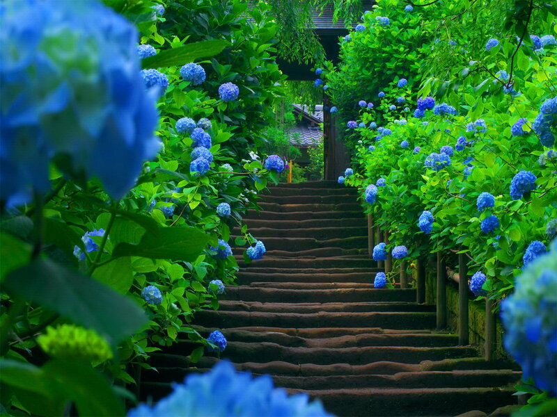Stone Steps with Hydrangeas — Blue, Serene, Summer, Photograph, Flowers