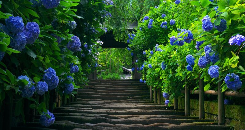 Stone Steps with Hydrangeas — Blue, Serene, Summer, Photograph