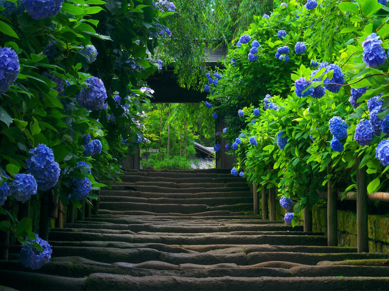 Stone Steps with Hydrangeas — Blue, Serene, Summer