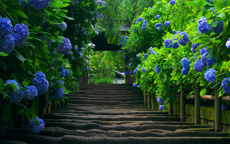 Stone Steps with Hydrangeas — Blue, Serene