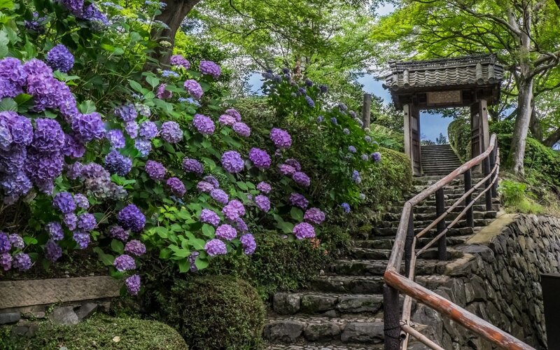 Stone Steps with Hydrangeas — Purple