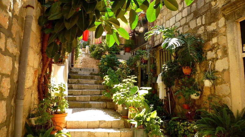 Stone Steps with Plants