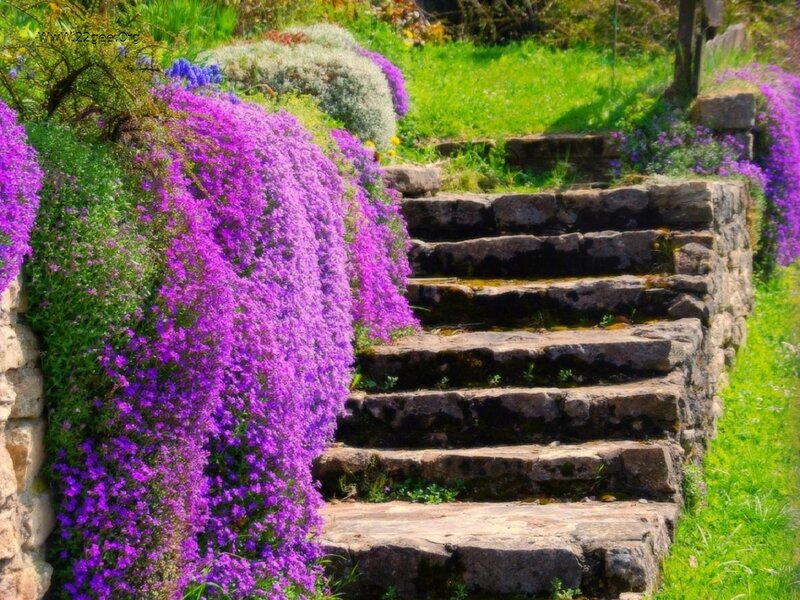 Stone Steps with Purple Flowers — Serene, Spring