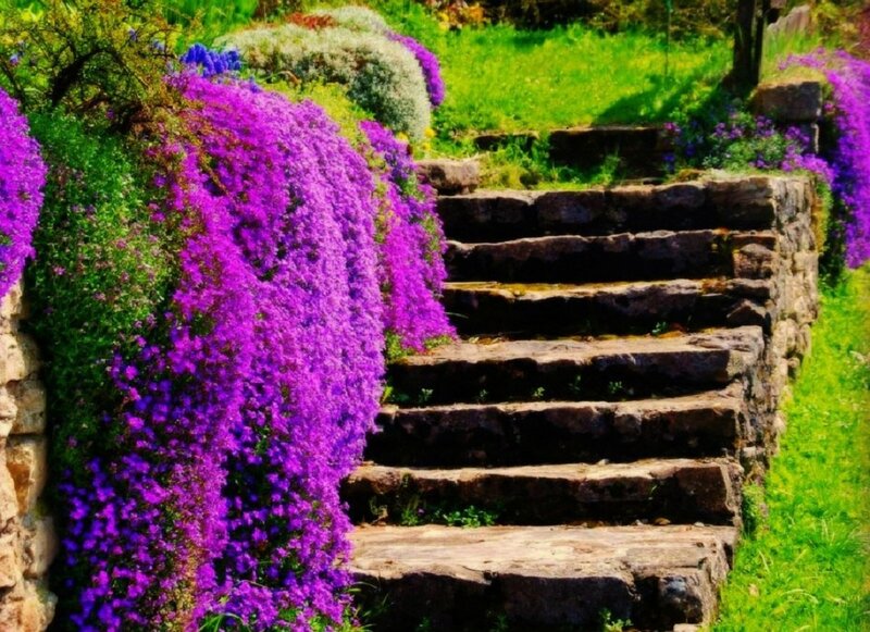 Stone Steps with Purple Flowers — Serene