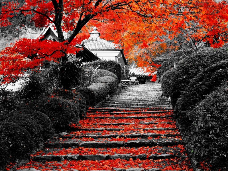 Stone Steps with Red Leaves — Serene, Autumn, Photograph