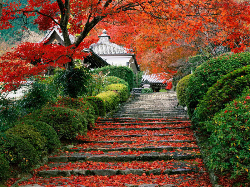 Stone Steps with Red Leaves — Serene, Autumn, Photograph, Trees, Building