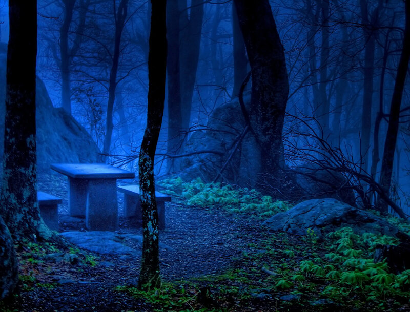 Stone Table in Forest