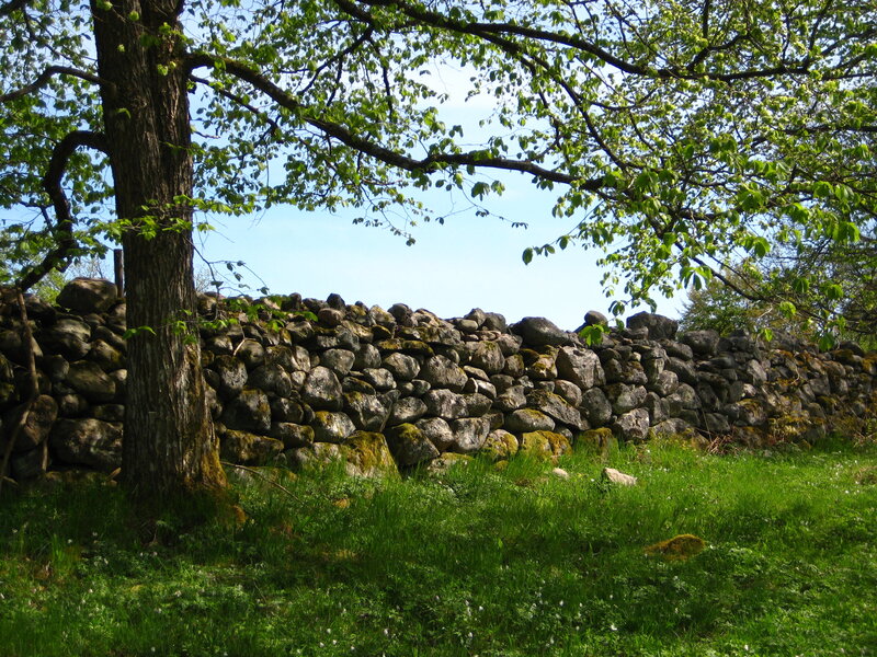 Stone Wall and Tree