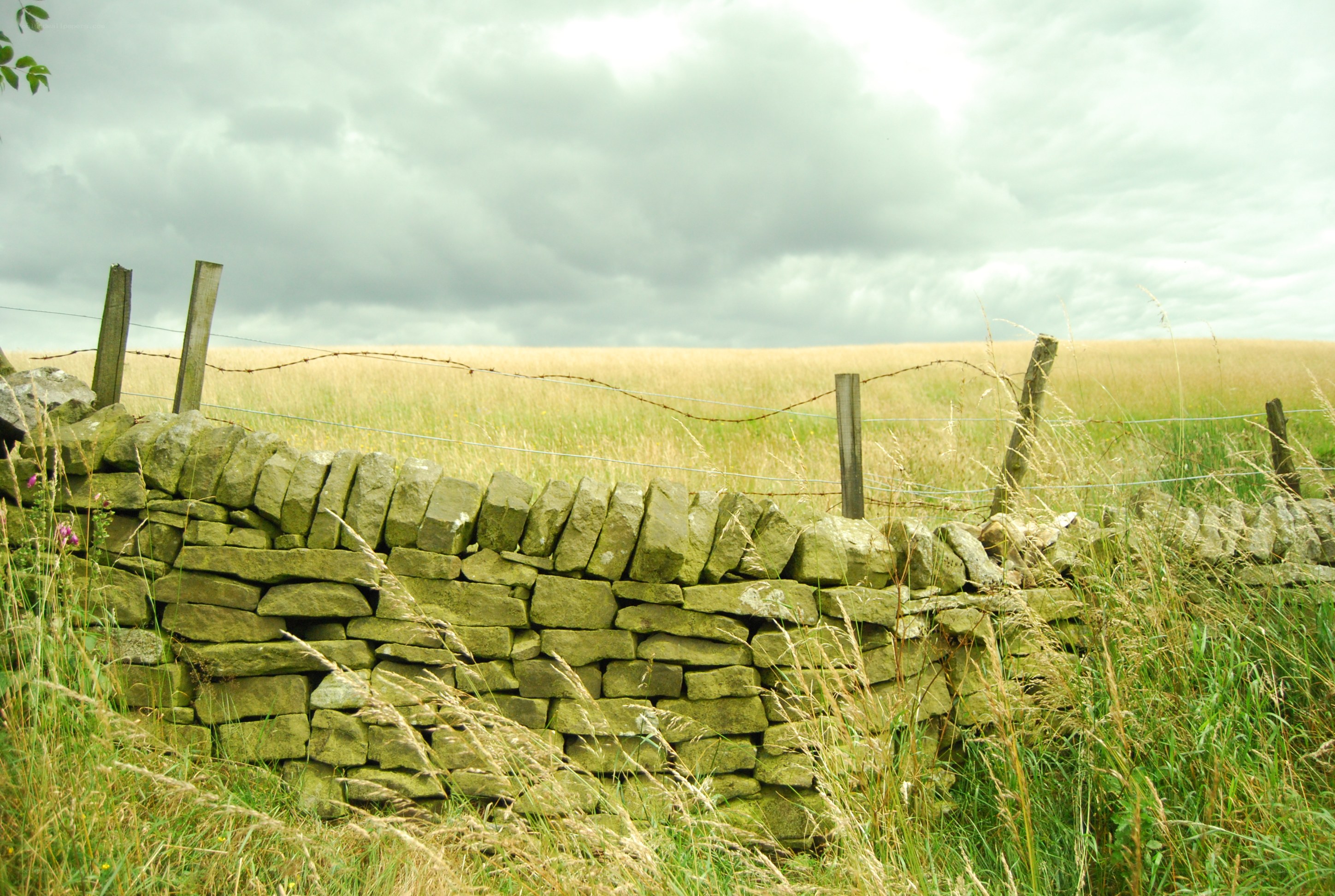 Stone wall in a grassy field