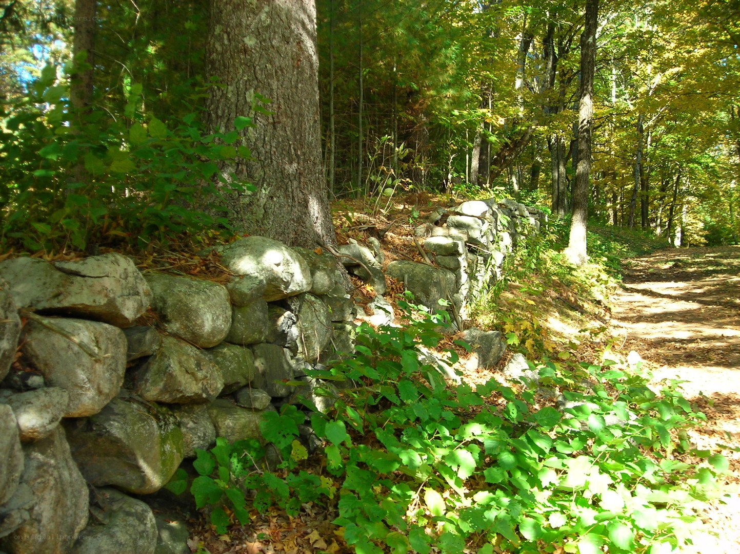 Stone wall in forest path