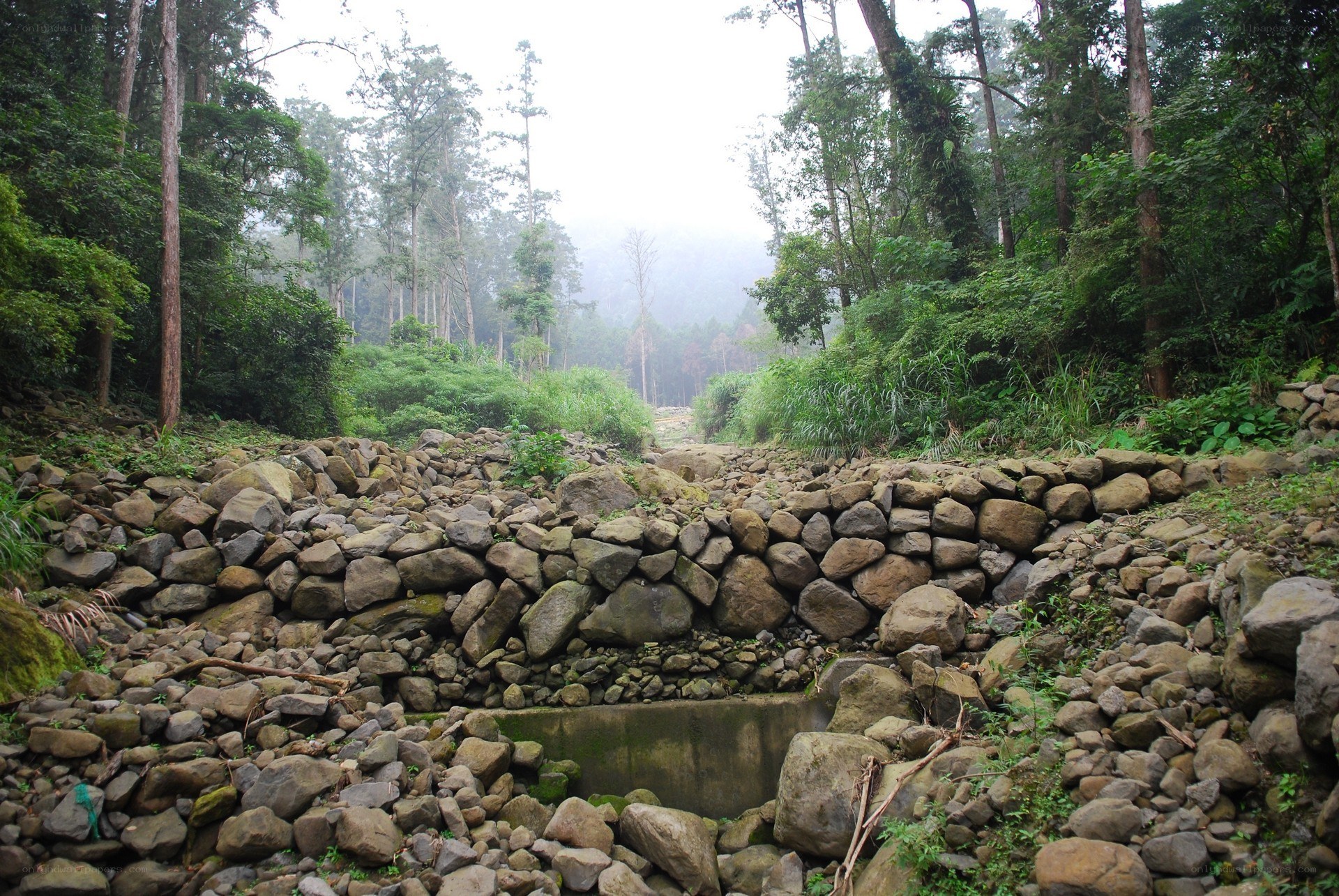 Stone wall in forested area