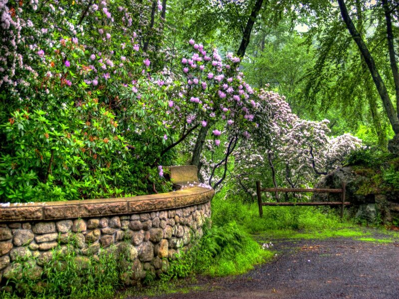 Stone Wall with Flowering Bushes