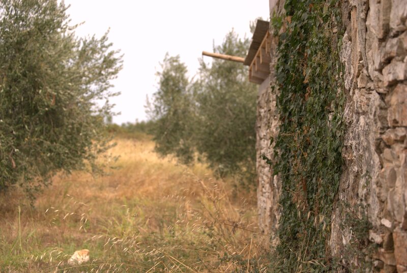Stone wall with ivy in a field
