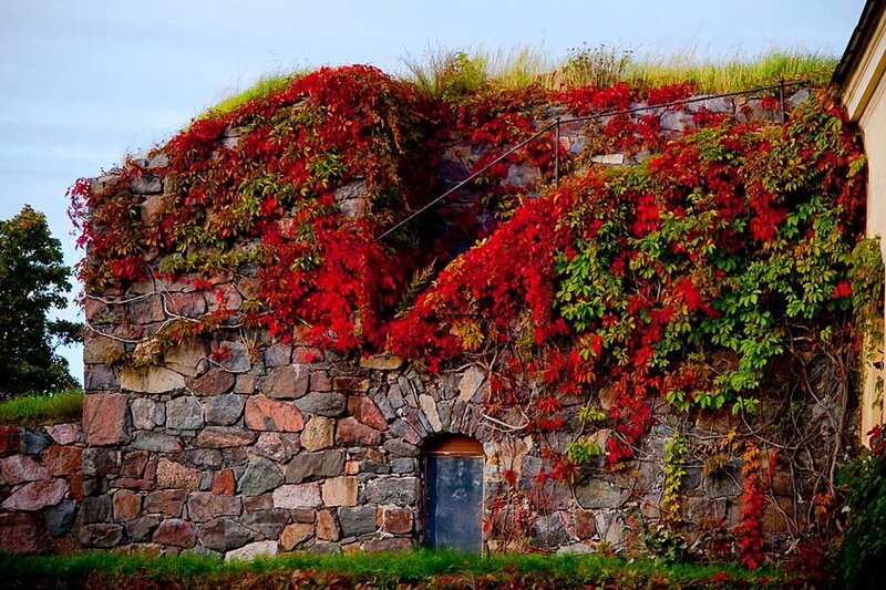 Stone Wall with Ivy
