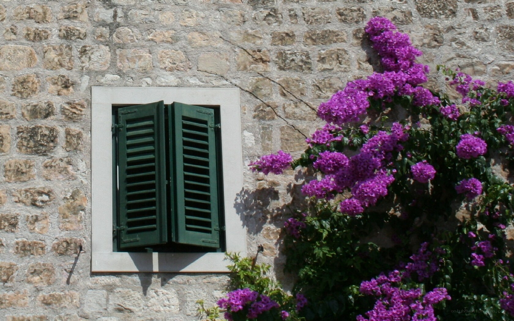 Stone wall with purple flowers