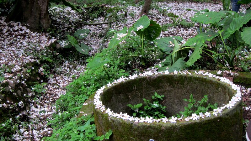 Stone Well with Flowers
