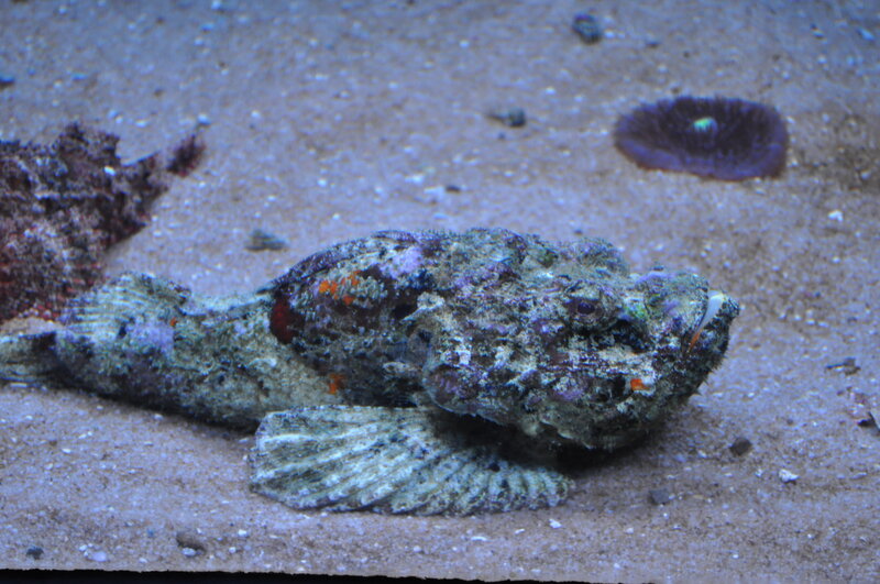 Stonefish on Sandy Bottom