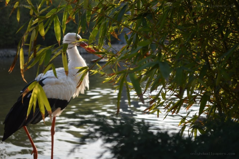 Stork by the water