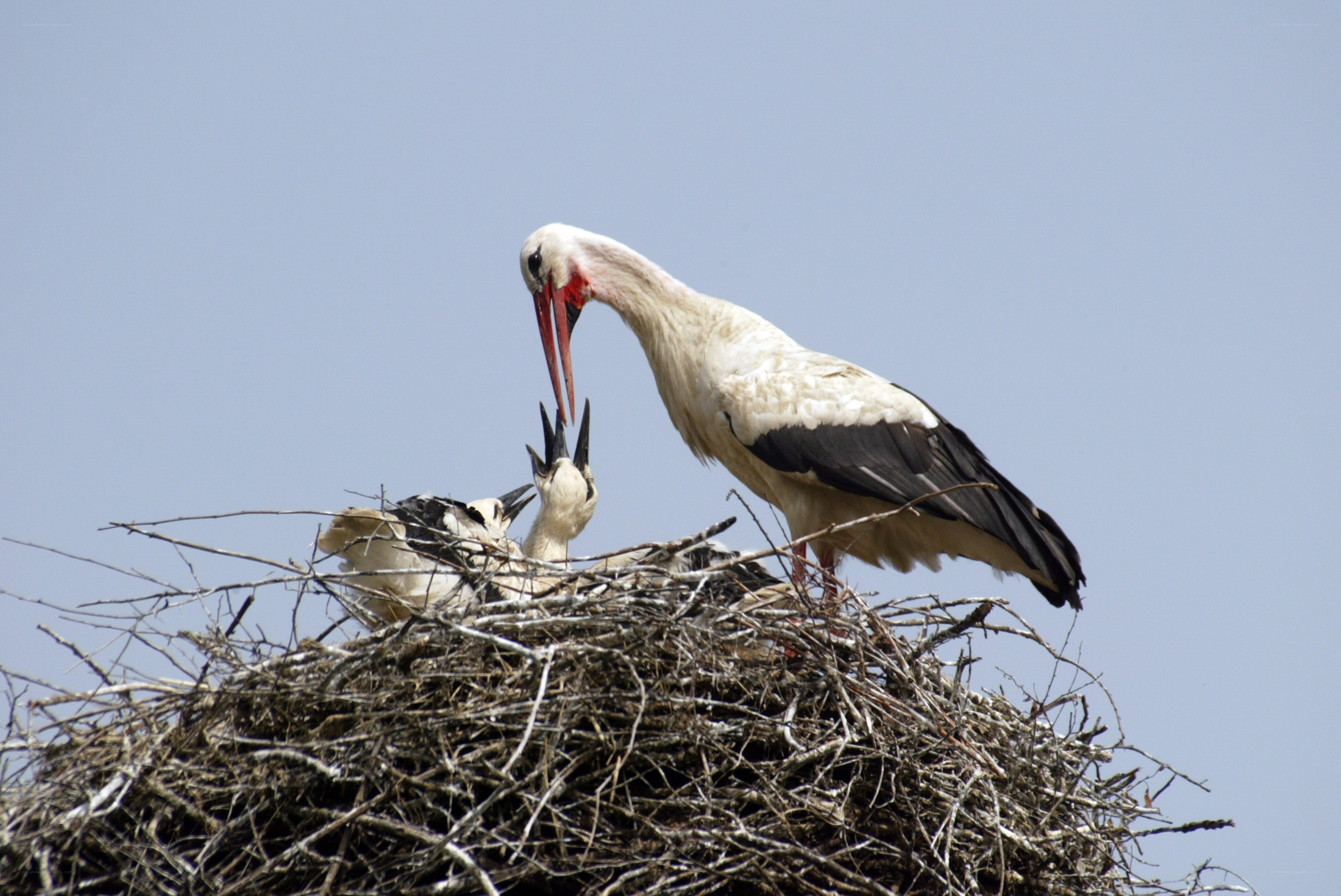 Stork feeding chicks in nest