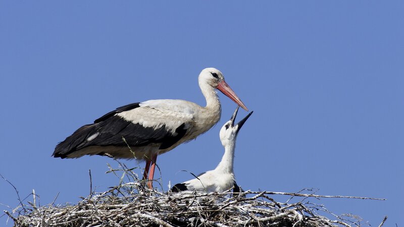 Stork feeding its chick