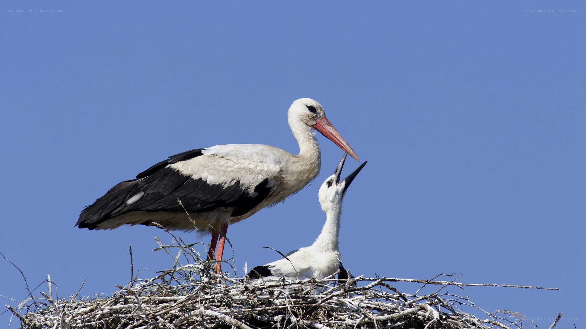 Stork feeding its chick