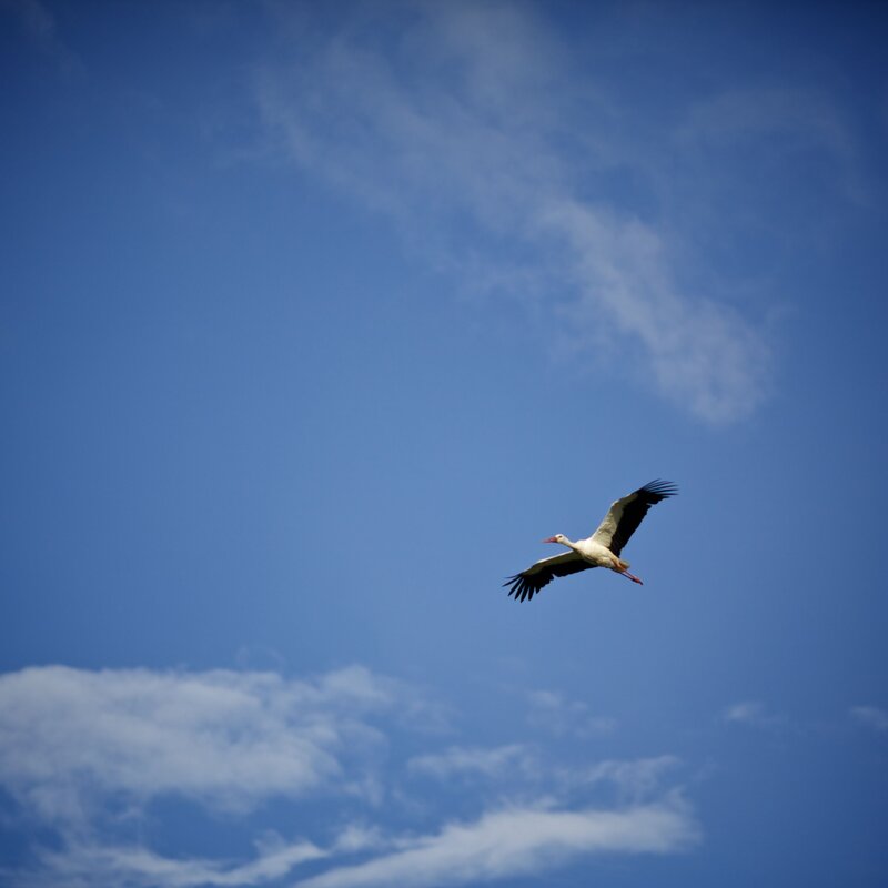 Stork flying in blue sky