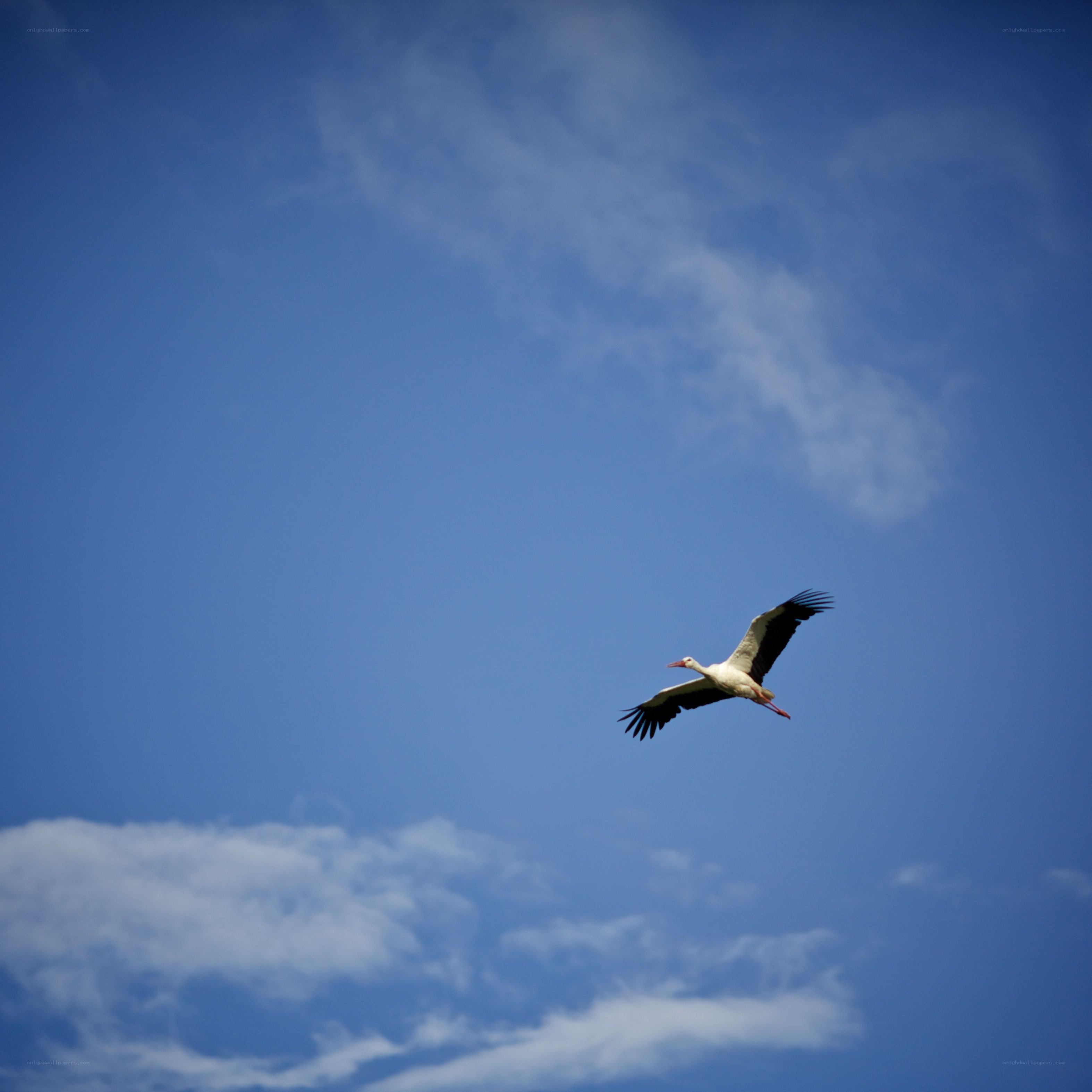 Stork flying in blue sky