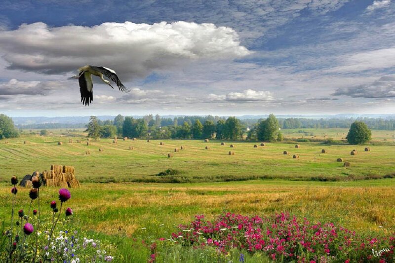 Stork Flying over Field