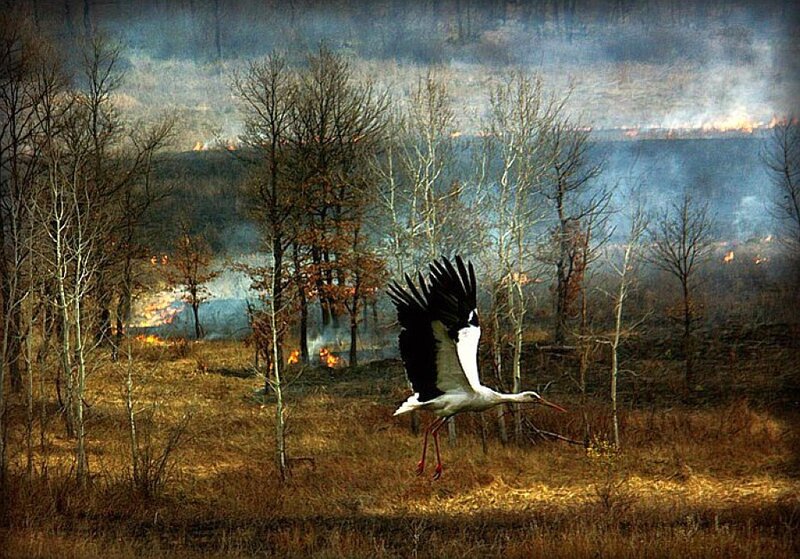 Stork flying over forest fire
